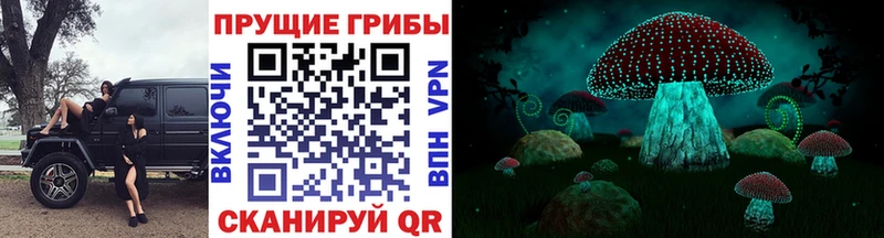Купить закладки  Великие Луки  Галлюциногенные грибы Cubensis 